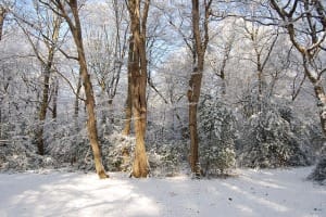 Winterlicher Wald